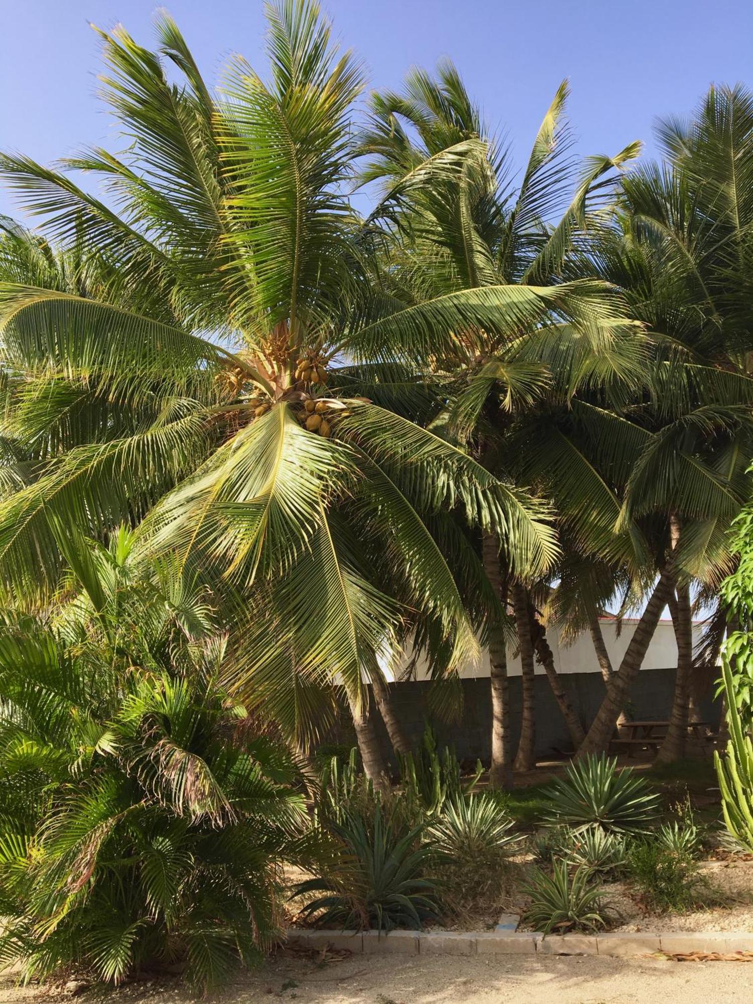 Bubali Gardens By Kamerlingh Villa Ноорд Экстерьер фото
